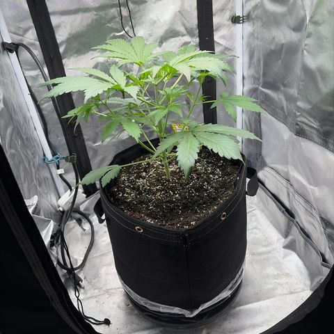 Sour Bubbly x HubbaBubbaHaze growlog timeline photo