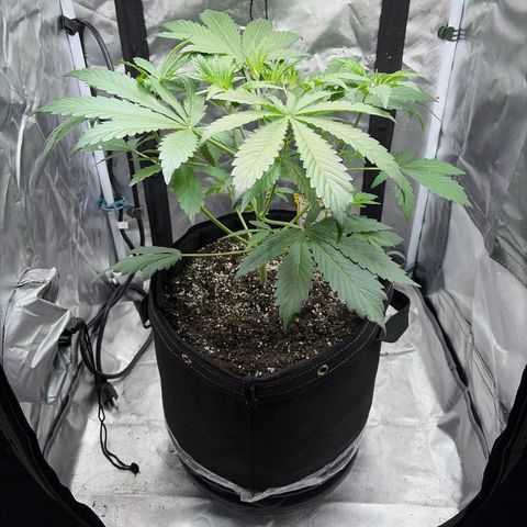 Sour Bubbly x HubbaBubbaHaze growlog timeline photo