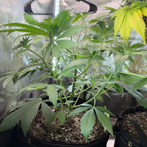 Sour Bubbly x HubbaBubbaHaze growlog timeline photo