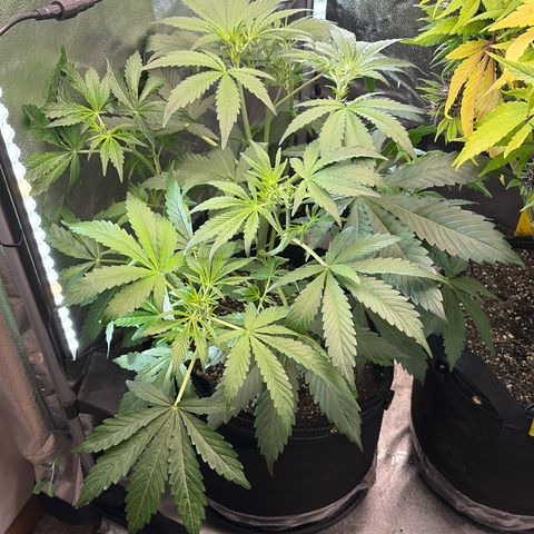 Sour Bubbly x HubbaBubbaHaze growlog timeline photo
