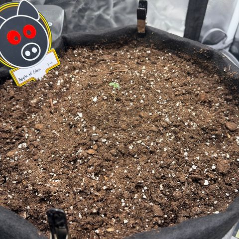Sour Bubbly x HubbaBubbaHaze growlog photo: Picture of apple of Eden
