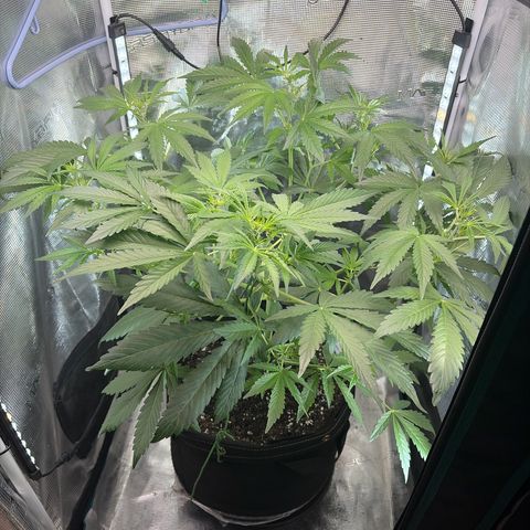 Sour Bubbly x HubbaBubbaHaze growlog timeline photo