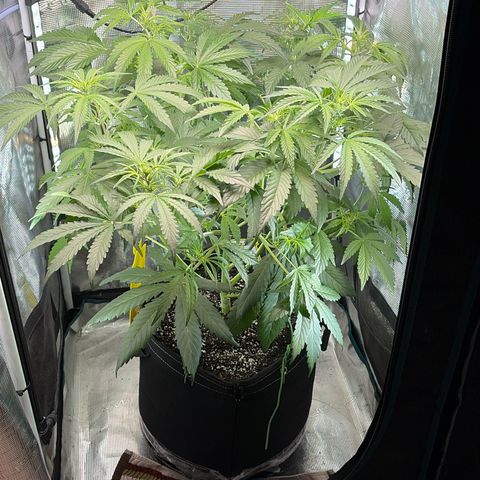 Sour Bubbly x HubbaBubbaHaze growlog timeline photo
