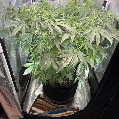 Sour Bubbly x HubbaBubbaHaze growlog timeline photo