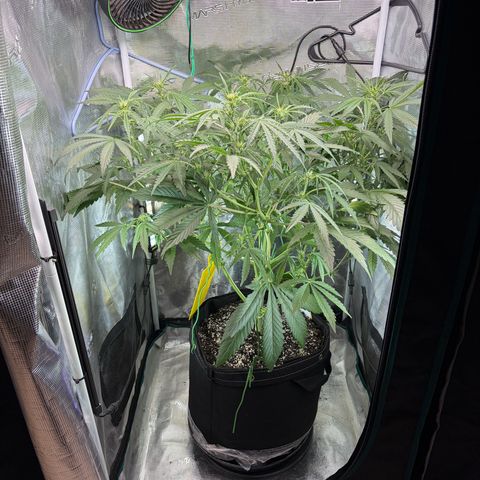 Sour Bubbly x HubbaBubbaHaze growlog timeline photo