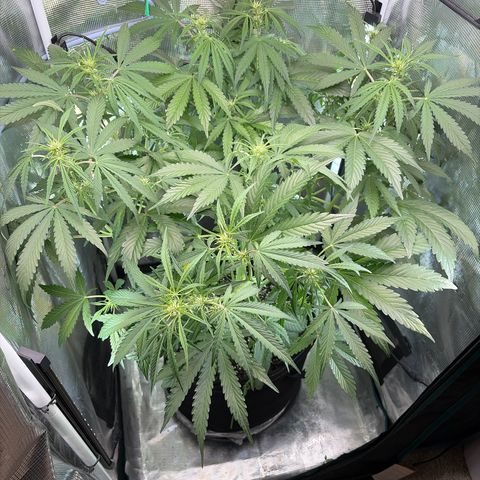 Sour Bubbly x HubbaBubbaHaze growlog timeline photo