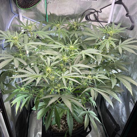 Sour Bubbly x HubbaBubbaHaze growlog timeline photo