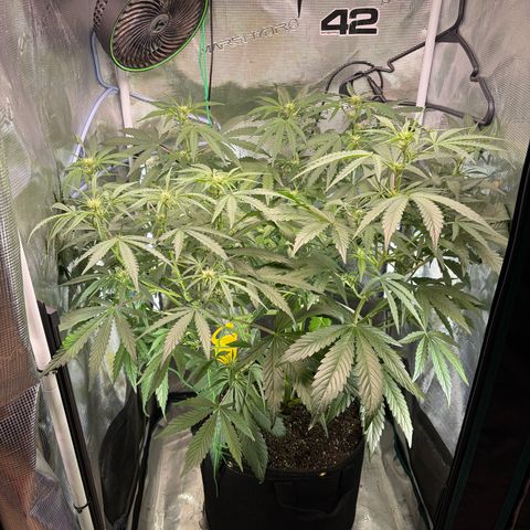 Sour Bubbly x HubbaBubbaHaze growlog timeline photo
