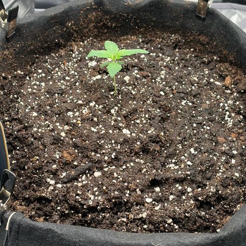 Sour Bubbly x HubbaBubbaHaze growlog timeline photo