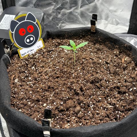 Sour Bubbly x HubbaBubbaHaze growlog timeline photo