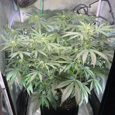 Sour Bubbly x HubbaBubbaHaze growlog timeline photo
