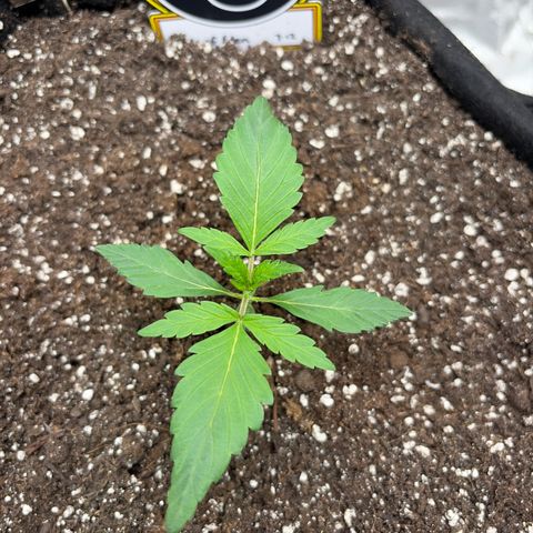 Sour Bubbly x HubbaBubbaHaze growlog timeline photo