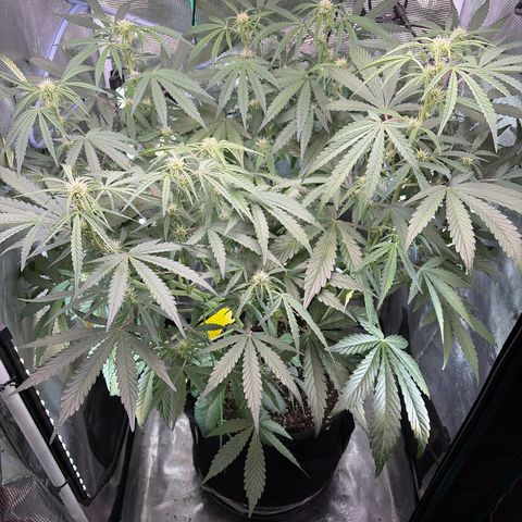 Sour Bubbly x HubbaBubbaHaze growlog timeline photo
