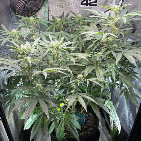 Sour Bubbly x HubbaBubbaHaze growlog photo: Monday vs Wednesday. 
