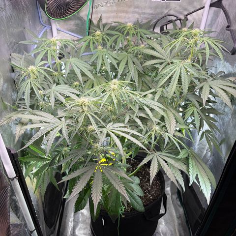 Sour Bubbly x HubbaBubbaHaze growlog photo: Monday vs Wednesday. 