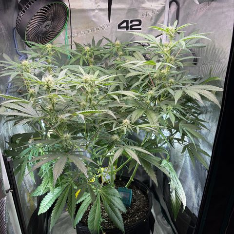 Sour Bubbly x HubbaBubbaHaze growlog photo: Monday vs Wednesday. 