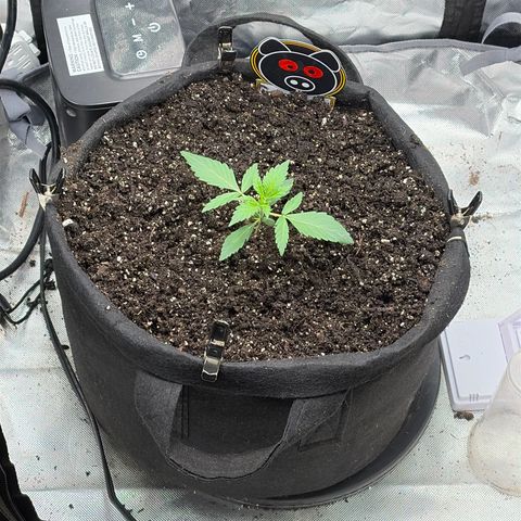Sour Bubbly x HubbaBubbaHaze growlog photo: Watered apple of Eden with 1l of nutes 1ml per