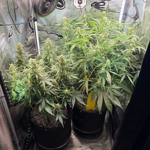 Sour Bubbly x HubbaBubbaHaze growlog timeline photo