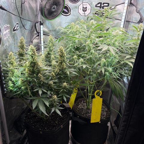 Sour Bubbly x HubbaBubbaHaze growlog timeline photo