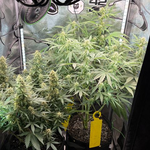 Sour Bubbly x HubbaBubbaHaze growlog timeline photo