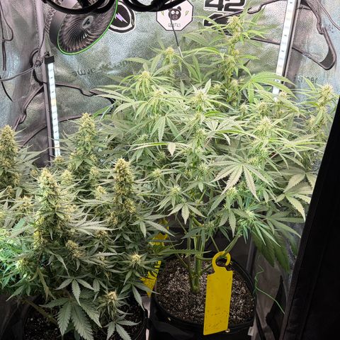 Sour Bubbly x HubbaBubbaHaze growlog timeline photo