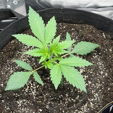 Sour Bubbly x HubbaBubbaHaze growlog photo: Added layer of com soil with HG and castings. 1L of AN