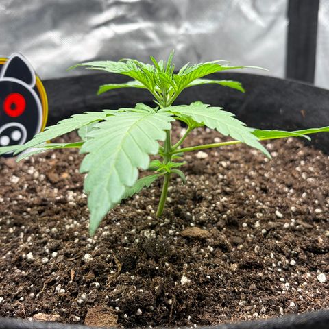 Sour Bubbly x HubbaBubbaHaze growlog photo: Added layer of com soil with HG and castings. 1L of AN