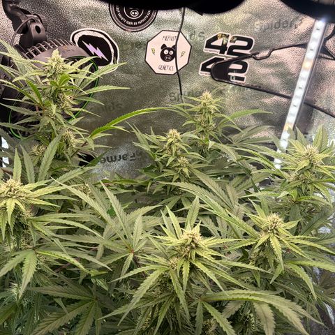Sour Bubbly x HubbaBubbaHaze growlog timeline photo