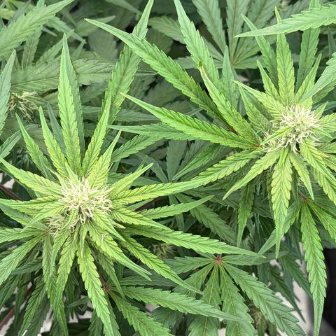 Sour Bubbly x HubbaBubbaHaze growlog timeline photo