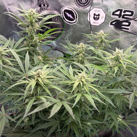 Sour Bubbly x HubbaBubbaHaze growlog timeline photo