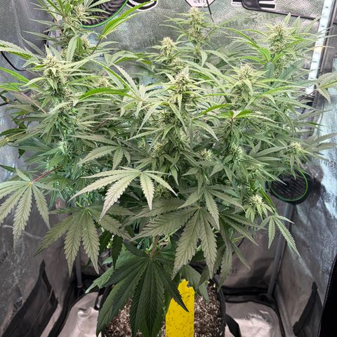 Sour Bubbly x HubbaBubbaHaze growlog timeline photo