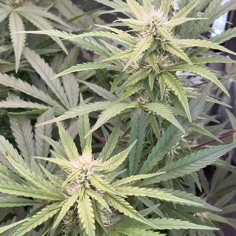 Sour Bubbly x HubbaBubbaHaze growlog timeline photo