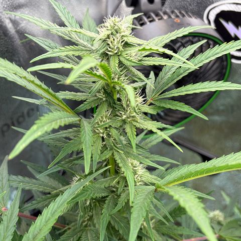 Sour Bubbly x HubbaBubbaHaze growlog timeline photo