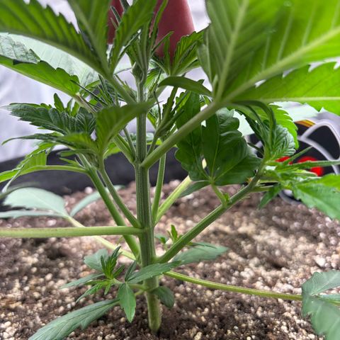 Sour Bubbly x HubbaBubbaHaze growlog photo: Watered apple 