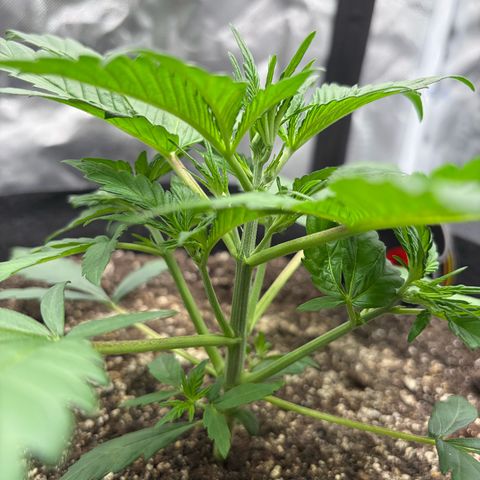 Sour Bubbly x HubbaBubbaHaze growlog photo: Watered apple 