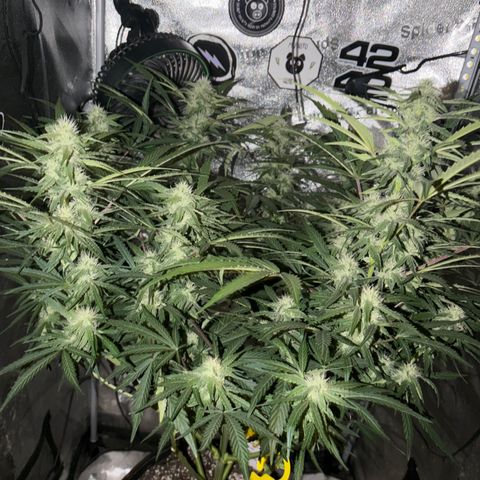Sour Bubbly x HubbaBubbaHaze growlog timeline photo