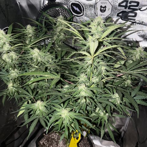 Sour Bubbly x HubbaBubbaHaze growlog timeline photo