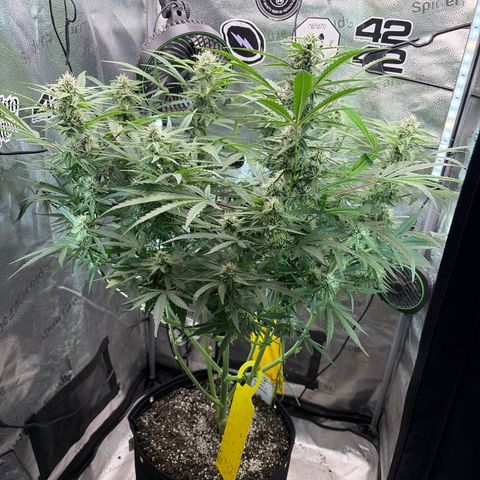 Sour Bubbly x HubbaBubbaHaze growlog timeline photo
