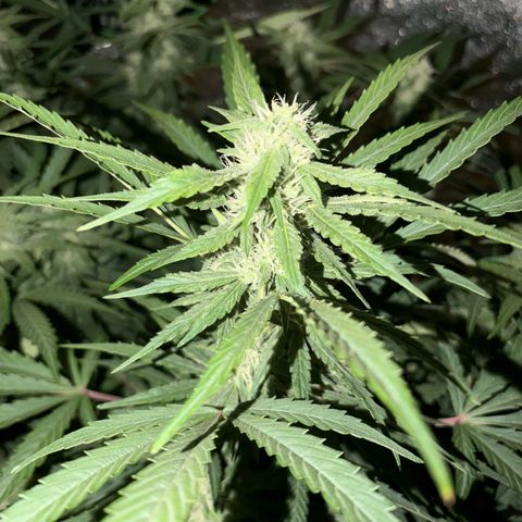 Sour Bubbly x HubbaBubbaHaze growlog timeline photo