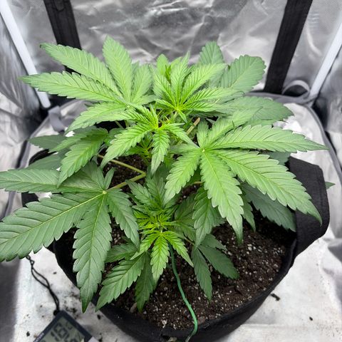Apple of Eden  growlog timeline photo