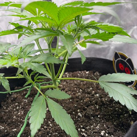 Apple of Eden  growlog timeline photo