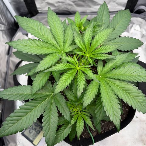 Apple of Eden  growlog timeline photo
