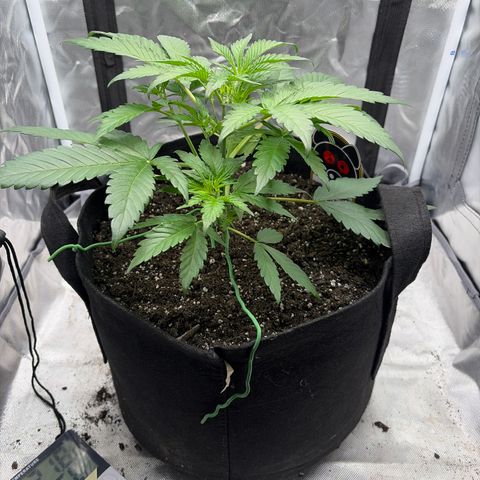Apple of Eden  growlog timeline photo