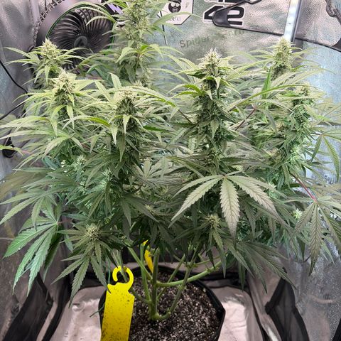 Sour Bubbly x HubbaBubbaHaze growlog photo: 2ml x 4L 
1/2 bottom and 1/2 top water 