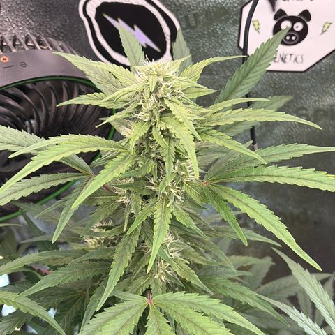Sour Bubbly x HubbaBubbaHaze growlog photo: 2ml x 4L 
1/2 bottom and 1/2 top water 