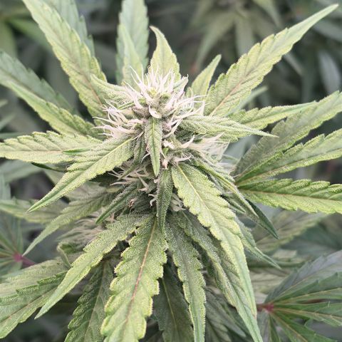 Sour Bubbly x HubbaBubbaHaze growlog photo: 2ml x 4L 
1/2 bottom and 1/2 top water 