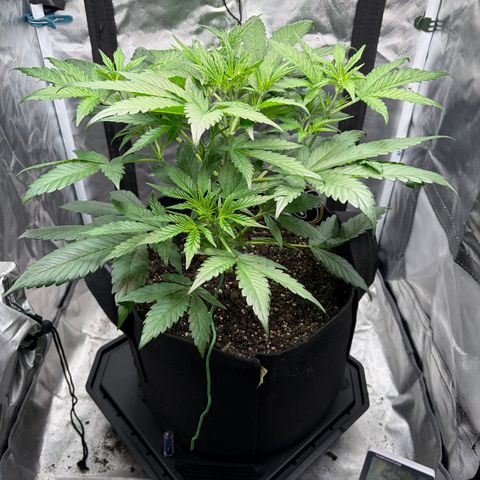 Apple of Eden  growlog timeline photo