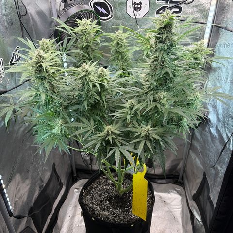 Sour Bubbly x HubbaBubbaHaze growlog timeline photo