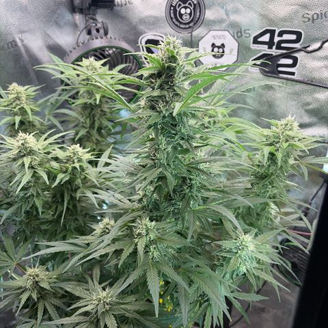 Sour Bubbly x HubbaBubbaHaze growlog timeline photo