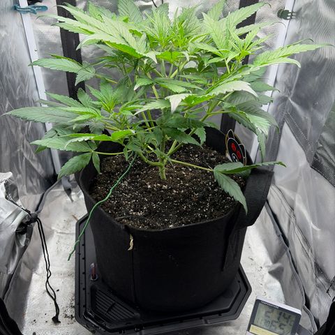 Apple of Eden  growlog timeline photo